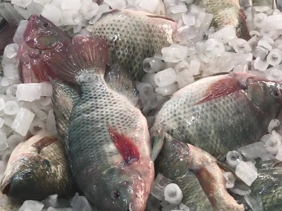 China Farming Filet De Tilapia Frozen Tilapia Fish Fillet Exporter