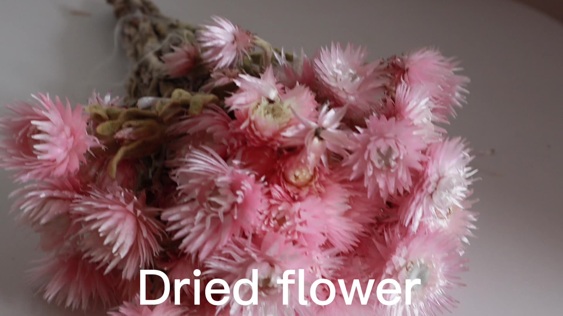 Wholesale Price Natural Dried Flowers Syncarpha Vestita Real Everlasting Long Lasting Dried