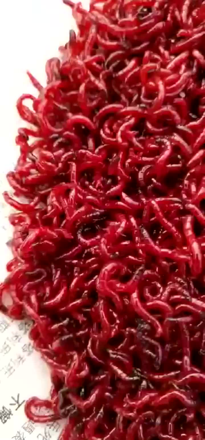 чай челтон с типсами. мучной червь. замороженный червяк. мучной червь для шиншилл. замороженные червяки для рыб.