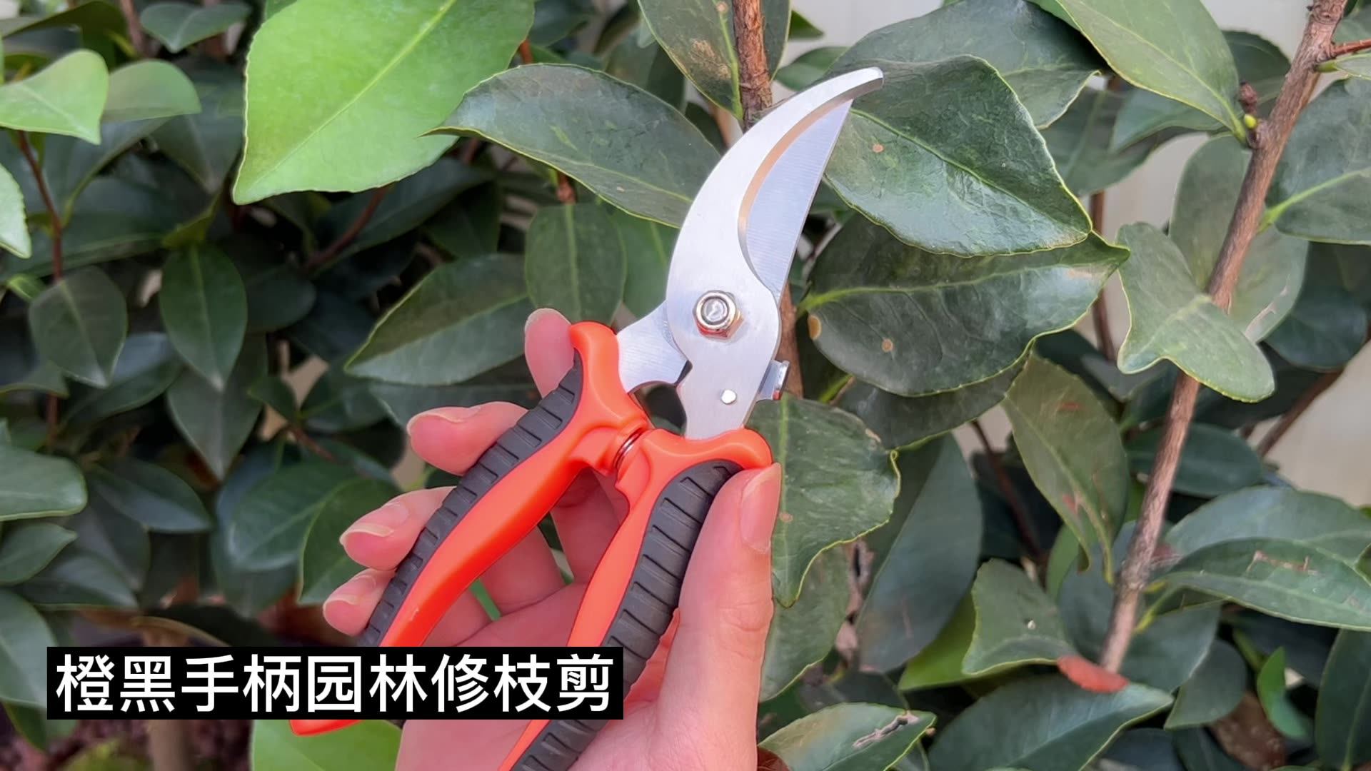 不锈钢树枝剪修枝剪园艺剪刀果园花艺专用摘果剪园林工具剪批发-阿里巴巴