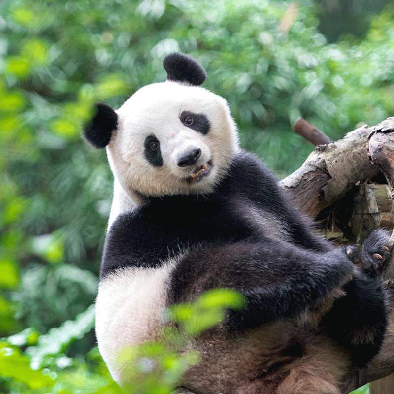 万万没想到！考拉竟然代表这个生肖？家人们快来查收这份神秘动物生肖指南吧！🐾