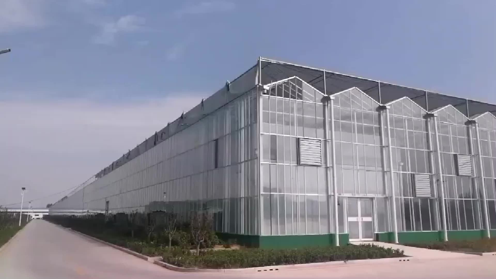 Venlo Glass Green House Multispan Agricultural Greenhouses For Sale