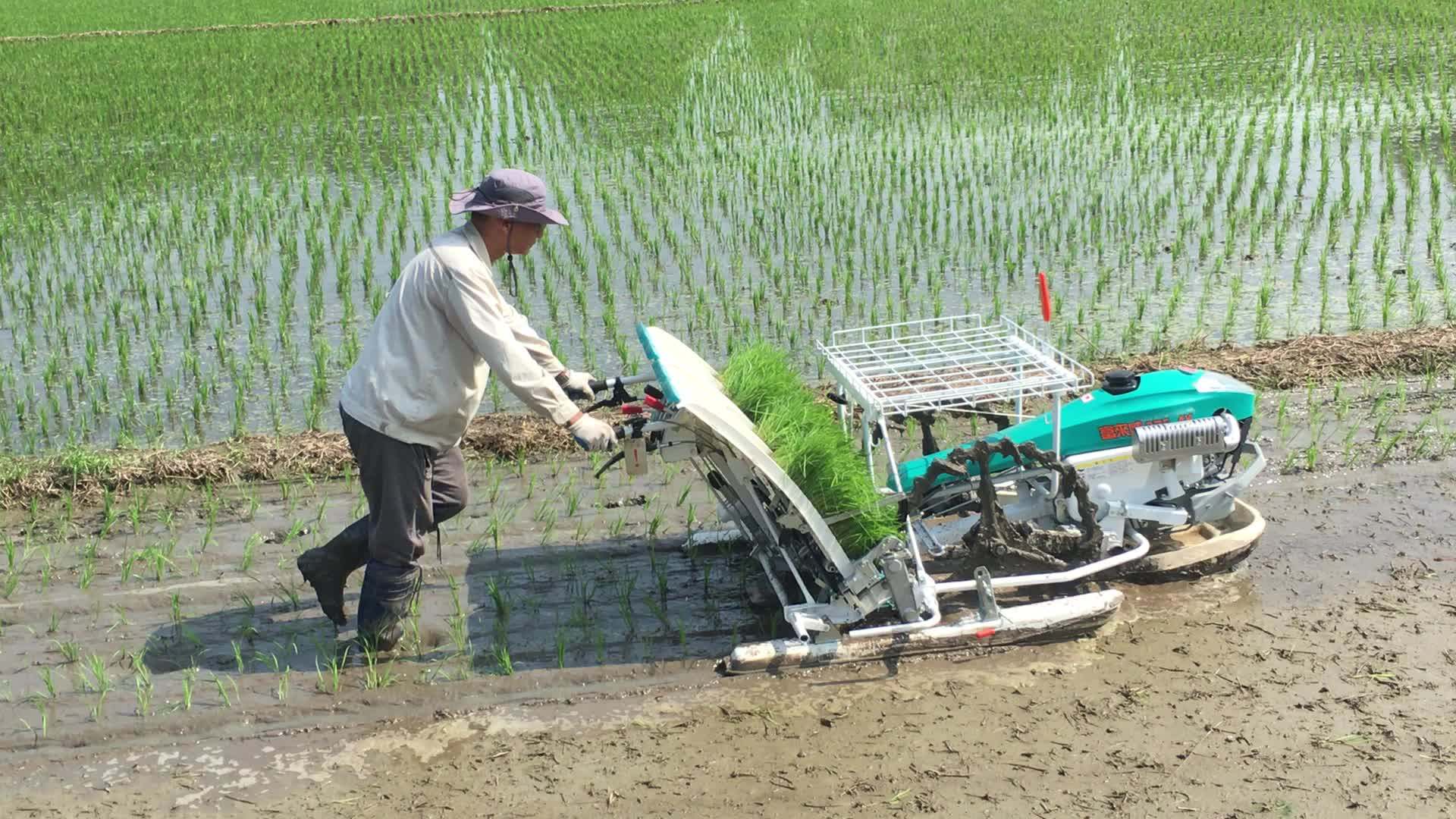 Rice Transplanter Price 4 Rows Buy Rice Transplanter Price,Manual