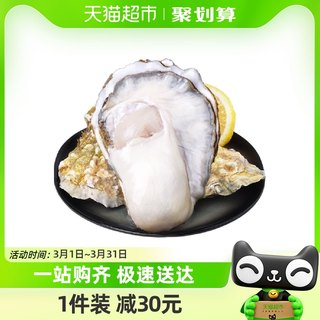 Miao full score fresh Rushan oysters 2.5kg 1 box