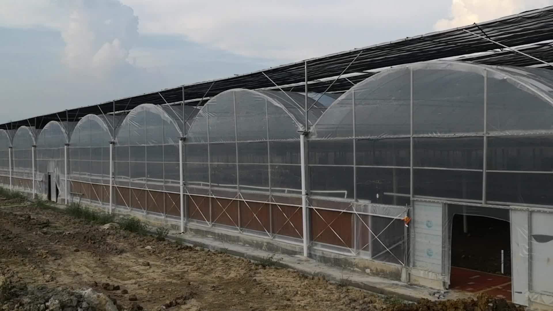 Large Agricultural Film Greenhouse Mushroom Farm Used For Sale Buy
