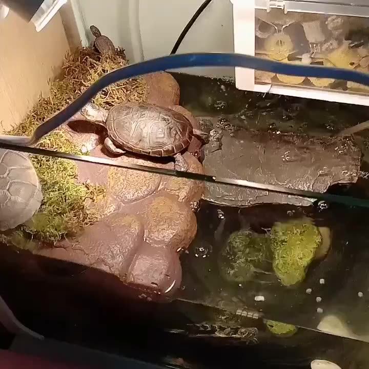 Isola Galleggiante Magnetica Per Tartarughe - Basking Ramp In Resina Per Acquario, Habitat Naturale