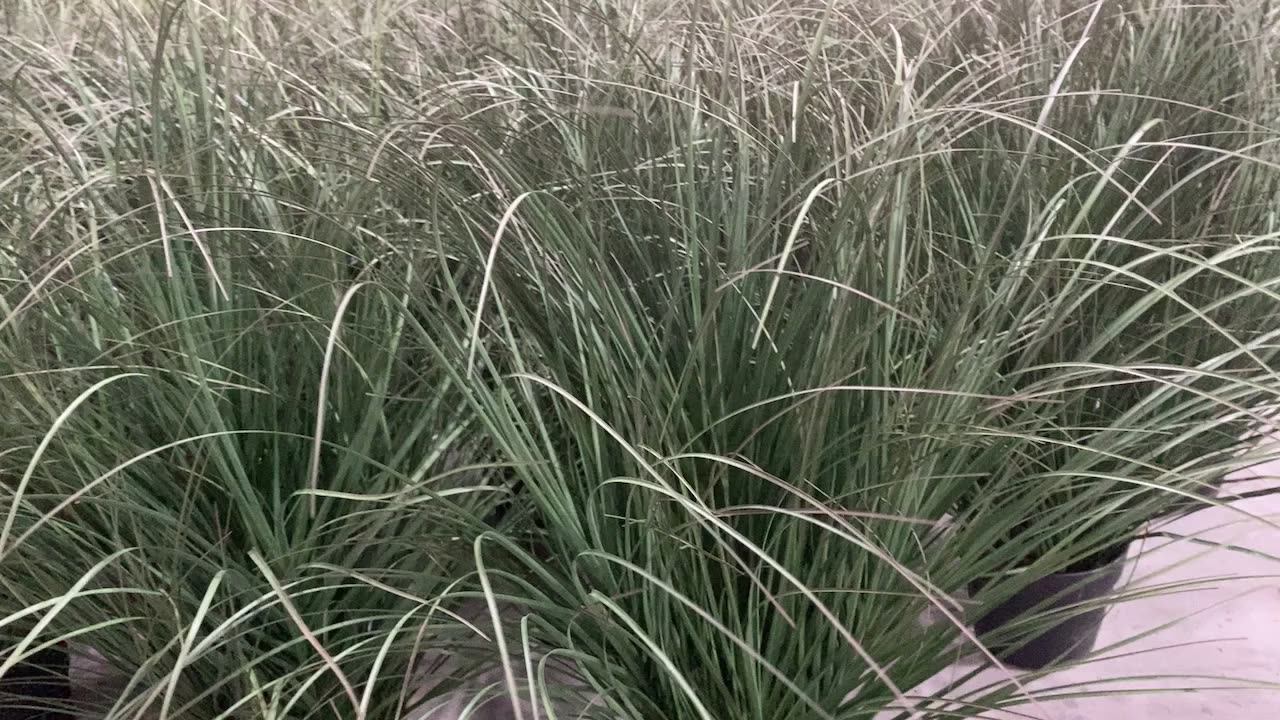 Greenery Silk Artificial Onion Grass For Home Office Decoration Topiary