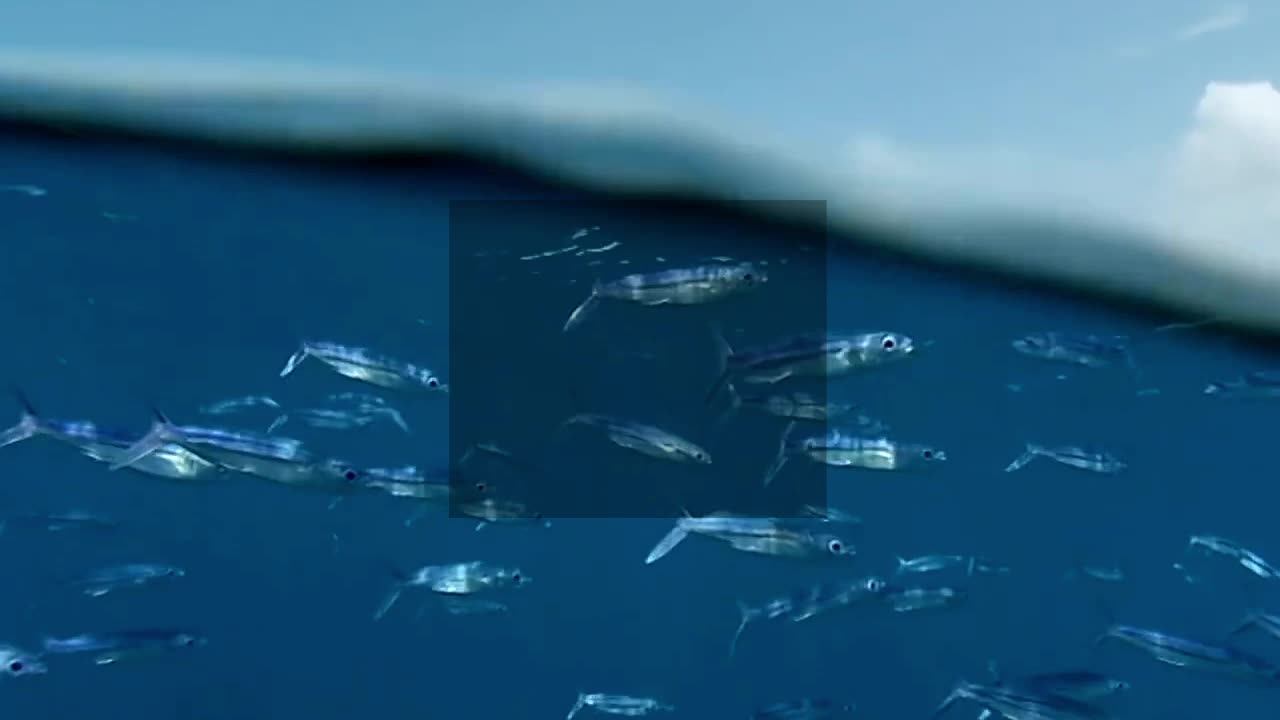 Seafood Fillet Emperor Fish Frozen Piece Shape Bulk Have Skin On Steak