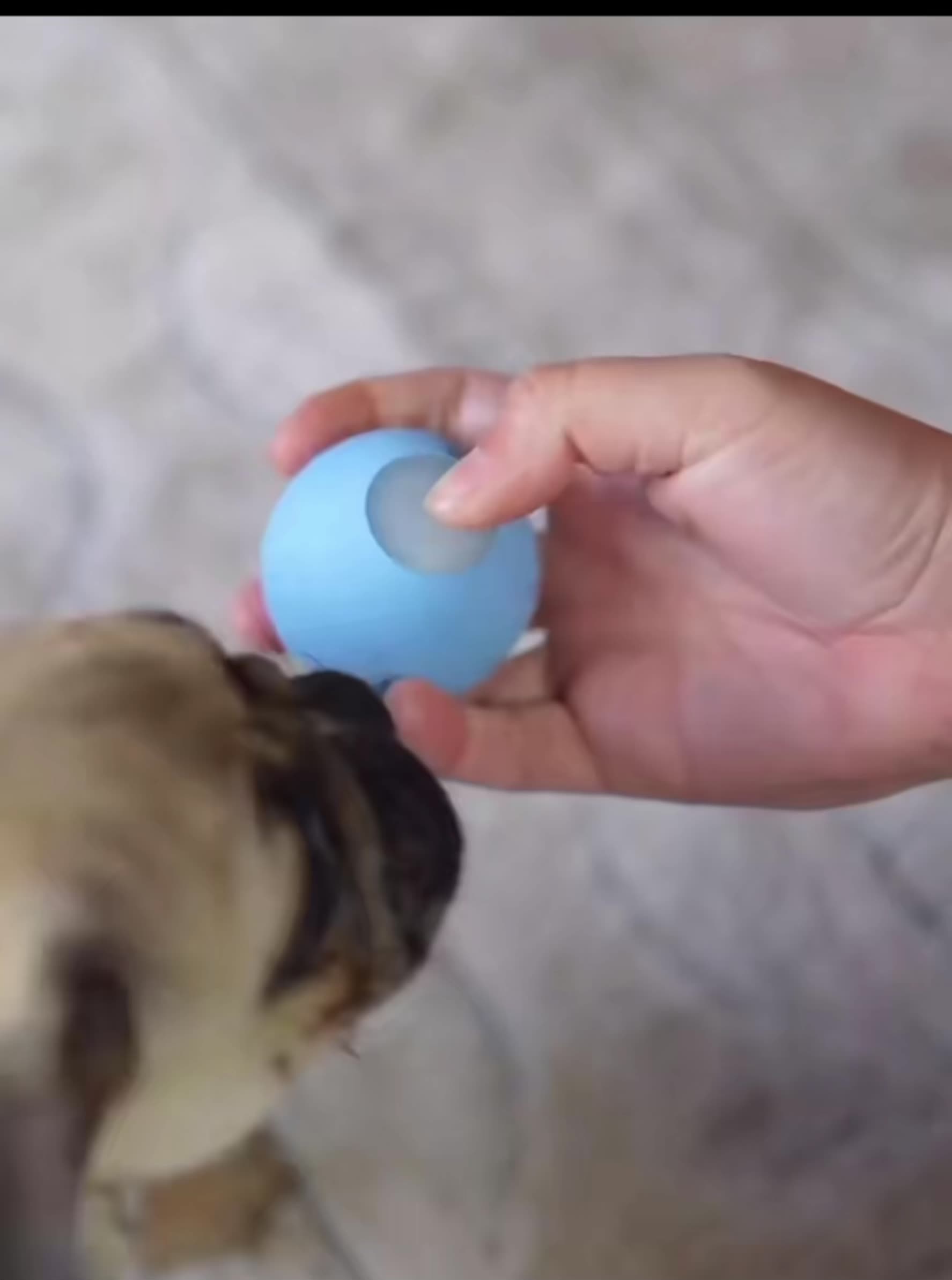 Cheerble Wicked Ball Smart Pet Toy Automatic Dog Ball Chew Toy Electric Rolling Ball Interactive