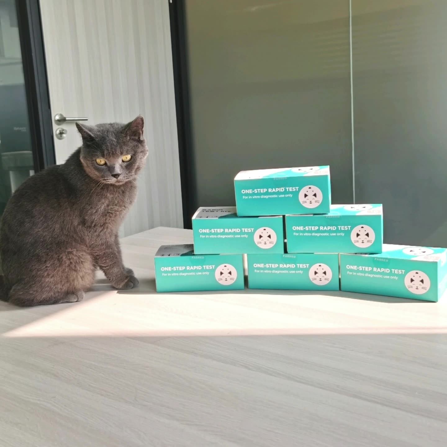 Feline Cat Veterinary Test Kit For Pet Detection Of Feline Parvovirus