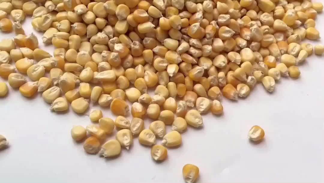 Hot Sale Hybrid Sweet Waxy Glutinous Yellow/white/black/ Purple Corn