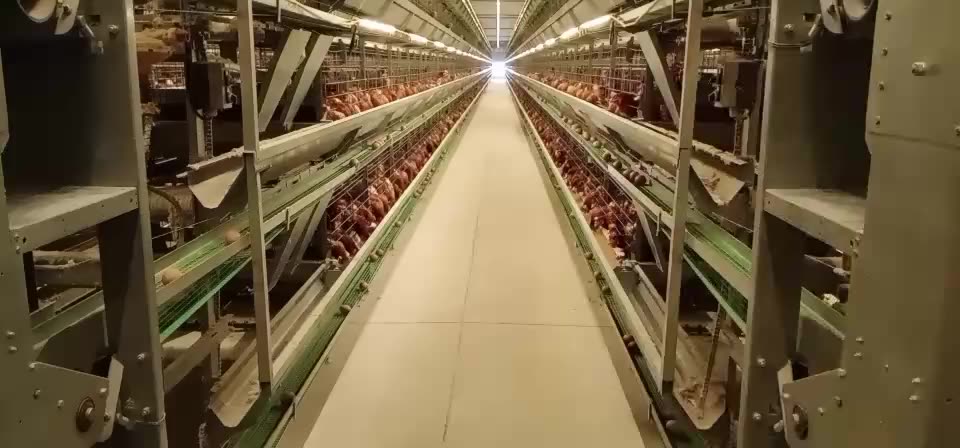 Modern Design H Type Automatic Egg Poultry Farms Battery ...