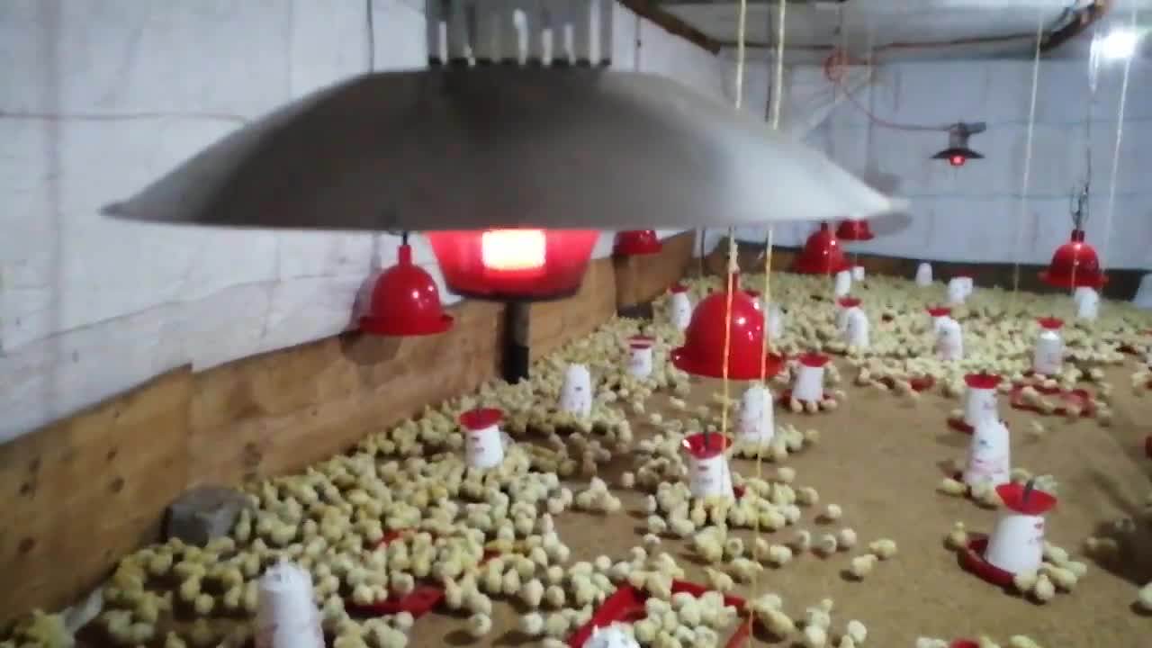China Chicken House Equipment Chicks Gas Brooder Heater For Poultry