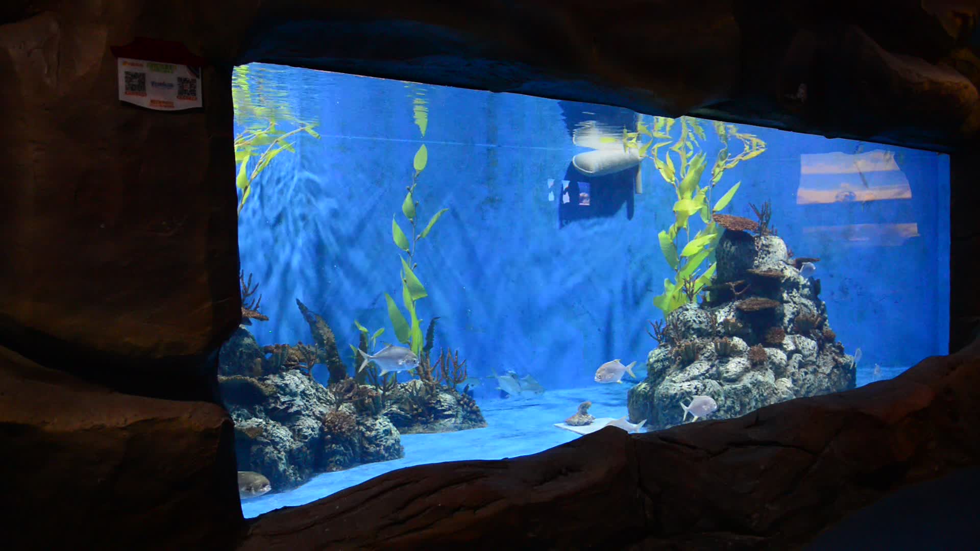 Custom High Quality Large Acrylic Wall Aquarium Buy Acrylic Wall