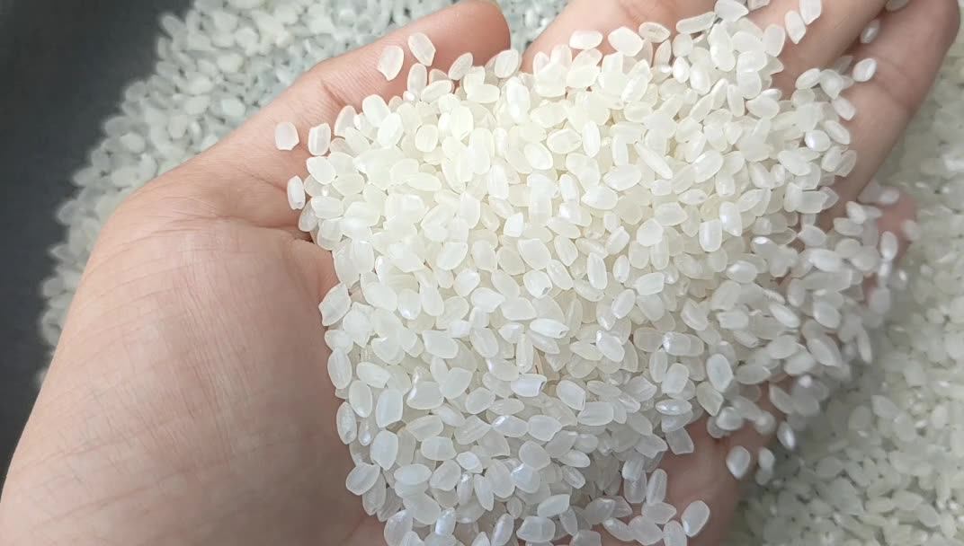 Best Rice Japonica Rice Are Our Products Are Made From Highquality