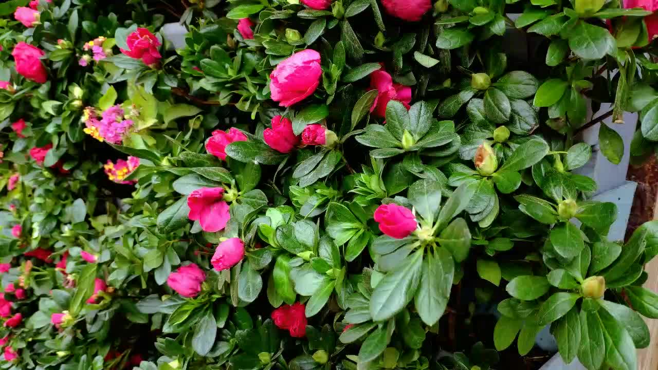 Vertical Garden Ideas For Balcony Living Walls Vertical Gardens Wall