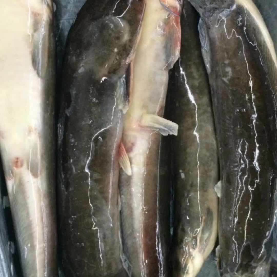 Frozen Catfish Catfish Steak Catfish Gutted Whole Round Buy Frozen