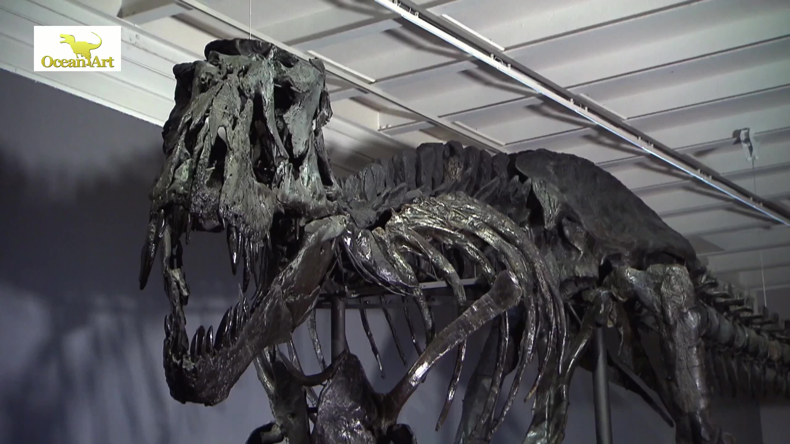 Ocean Art Real Dinosaur Fossil Replica And Diosaur Skeleton Bone Buy