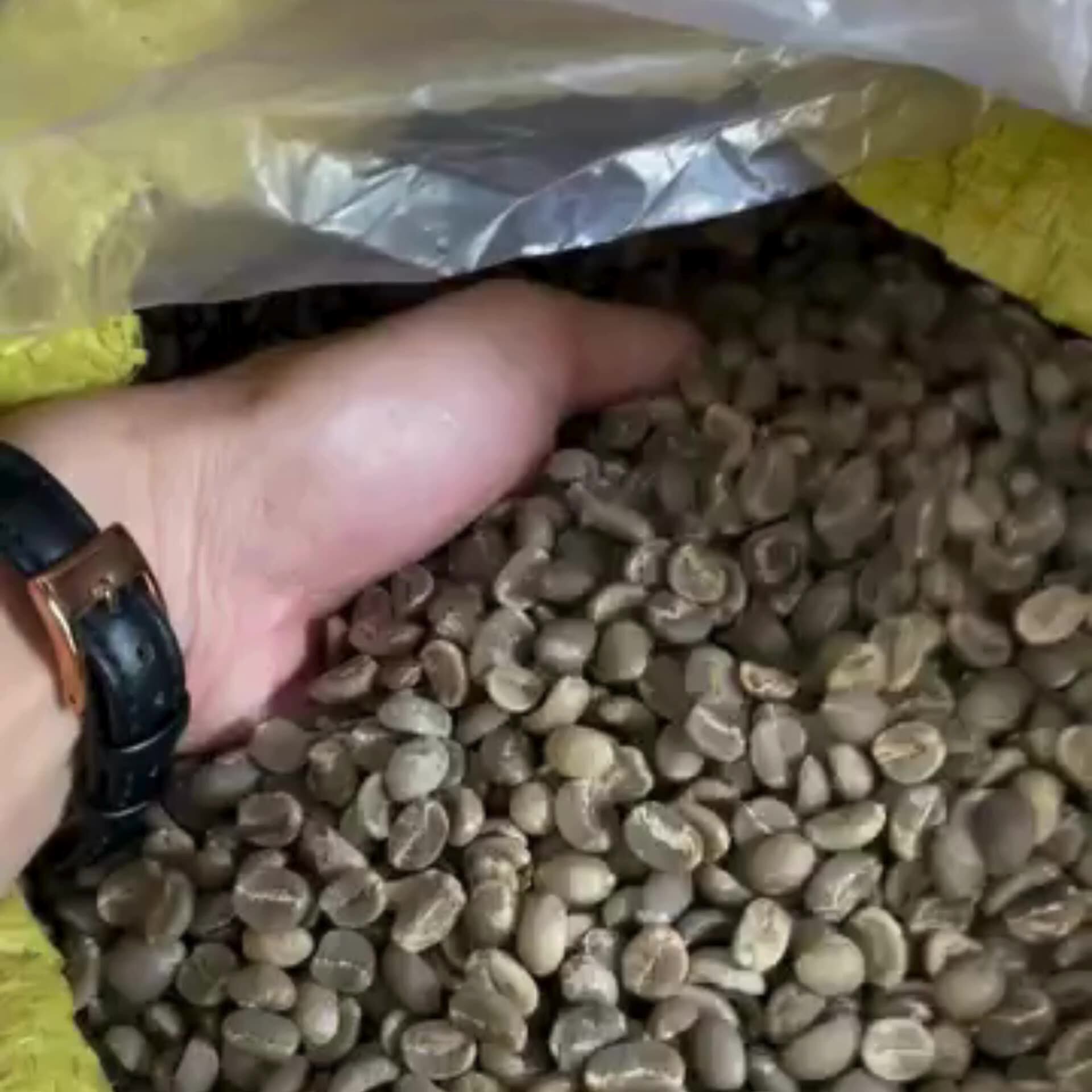 Speciality Vietnam Arabica Green Coffee Beans Highclass Screen 13,16,18 For Supplier And