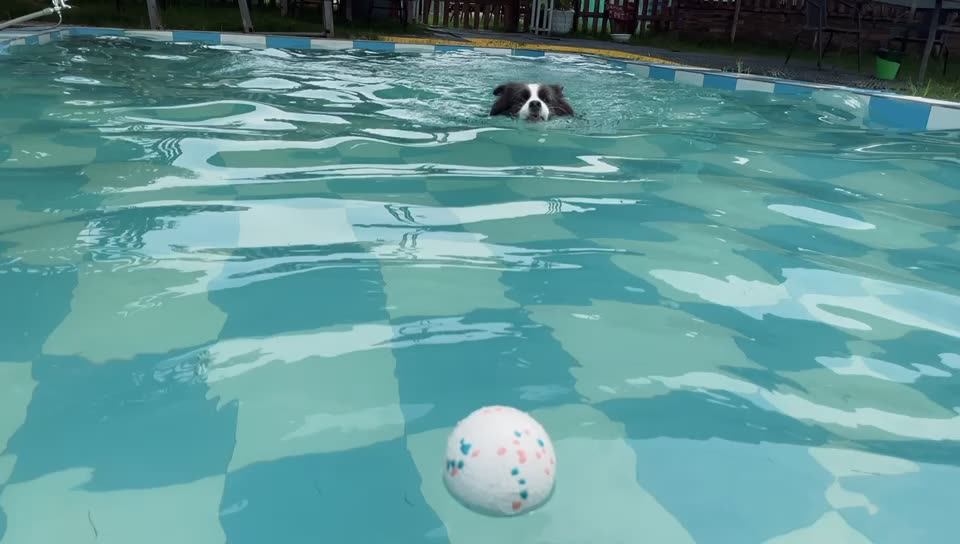 Etpu Bite Resistant High Elasticity Pet Chewing Ball Interactive Dog