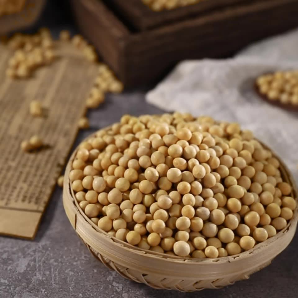 Premium Soya Beans For Soybean Importer Buy Soya Beans,Bulk Beans For