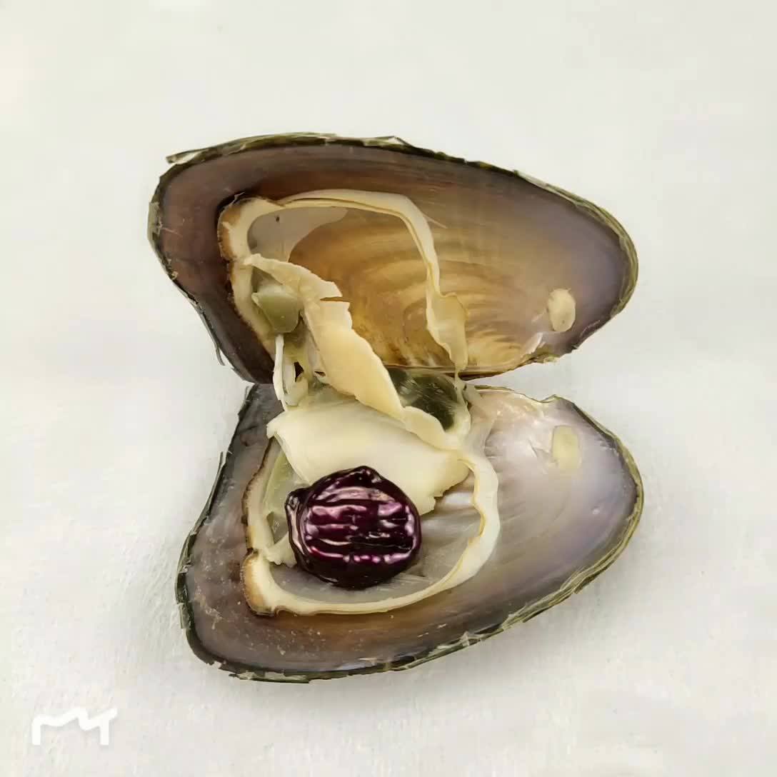 Wholesale Oyster Shells With Pearl,1519mm Baroque Pearls,Coin Pearls