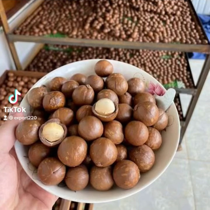 Dried Macadamia Nuts 5kg Per Carton Box Raw Organic Bags Shell Style Time Packaging Food Origin