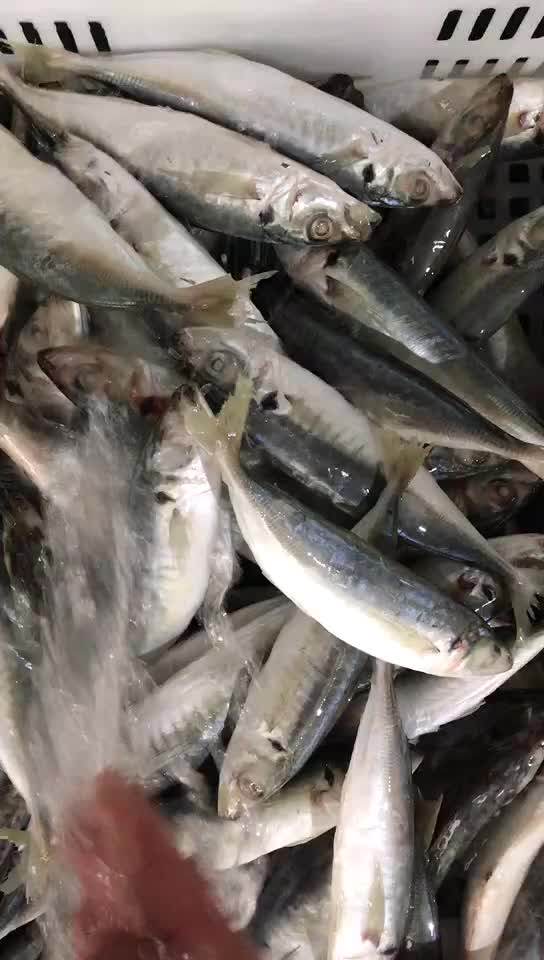 Harvest Season New Landing Horse Mackerel Fish For Canned Buy Frozen