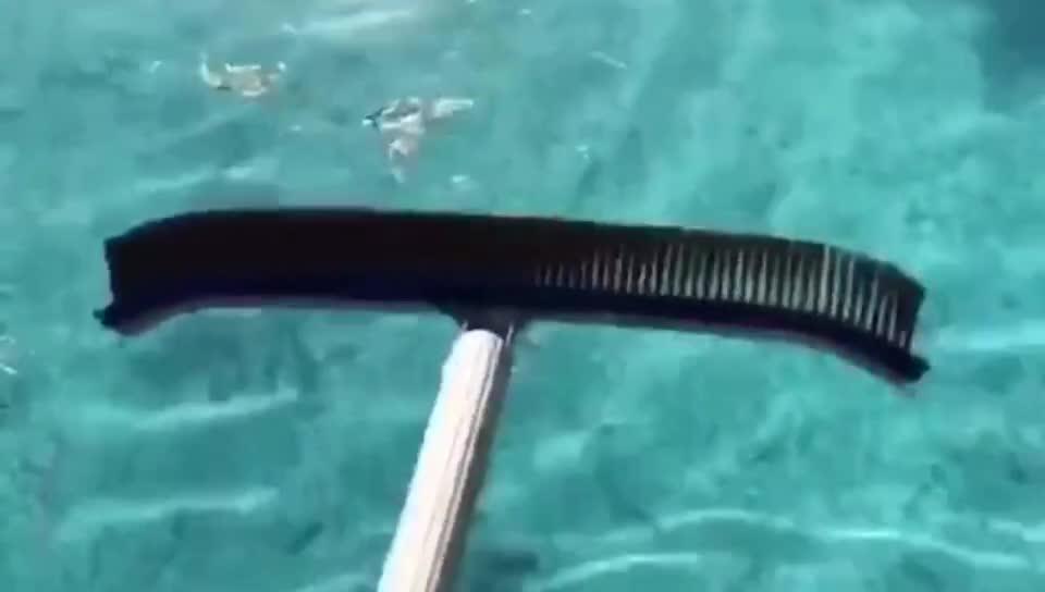 Extenclean Cleaning Brush For Swimming Pool 2019trendingamazon Pool