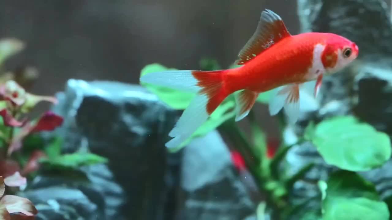 Moq 500 Pieces Wholesale Automatic Filter Betta Fish Tropical Fish Live