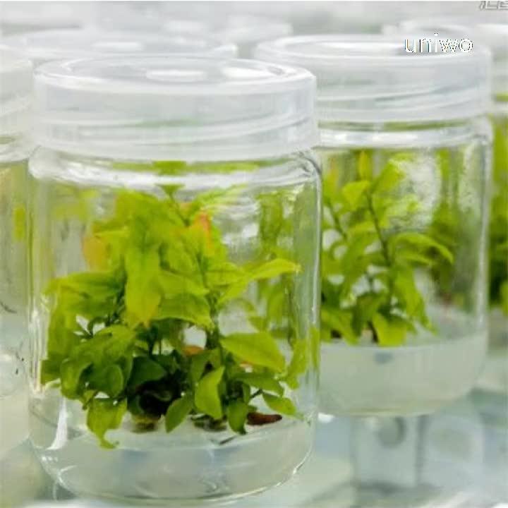 Tissue Culture Glass Bottle With Reusable Cover Buy Tissue Culture