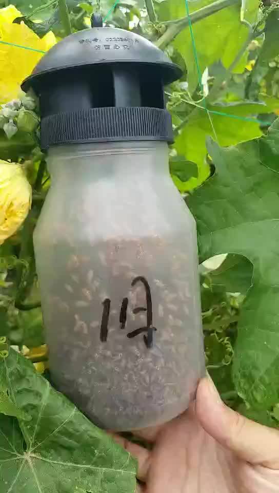 Top Fruit Fly Trap Melon Fly Trap From Factory Buy Fruit Fly Trap