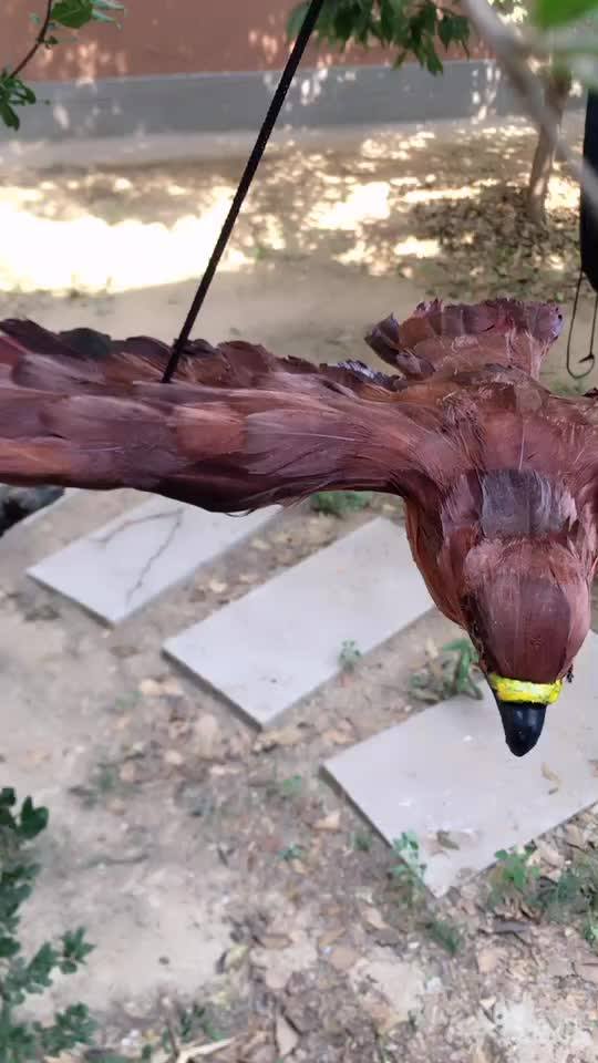 Spread Wings Realistic Plastic Eagle Scarer Decoy For Pest Control Buy Animal Resin Wall Decor