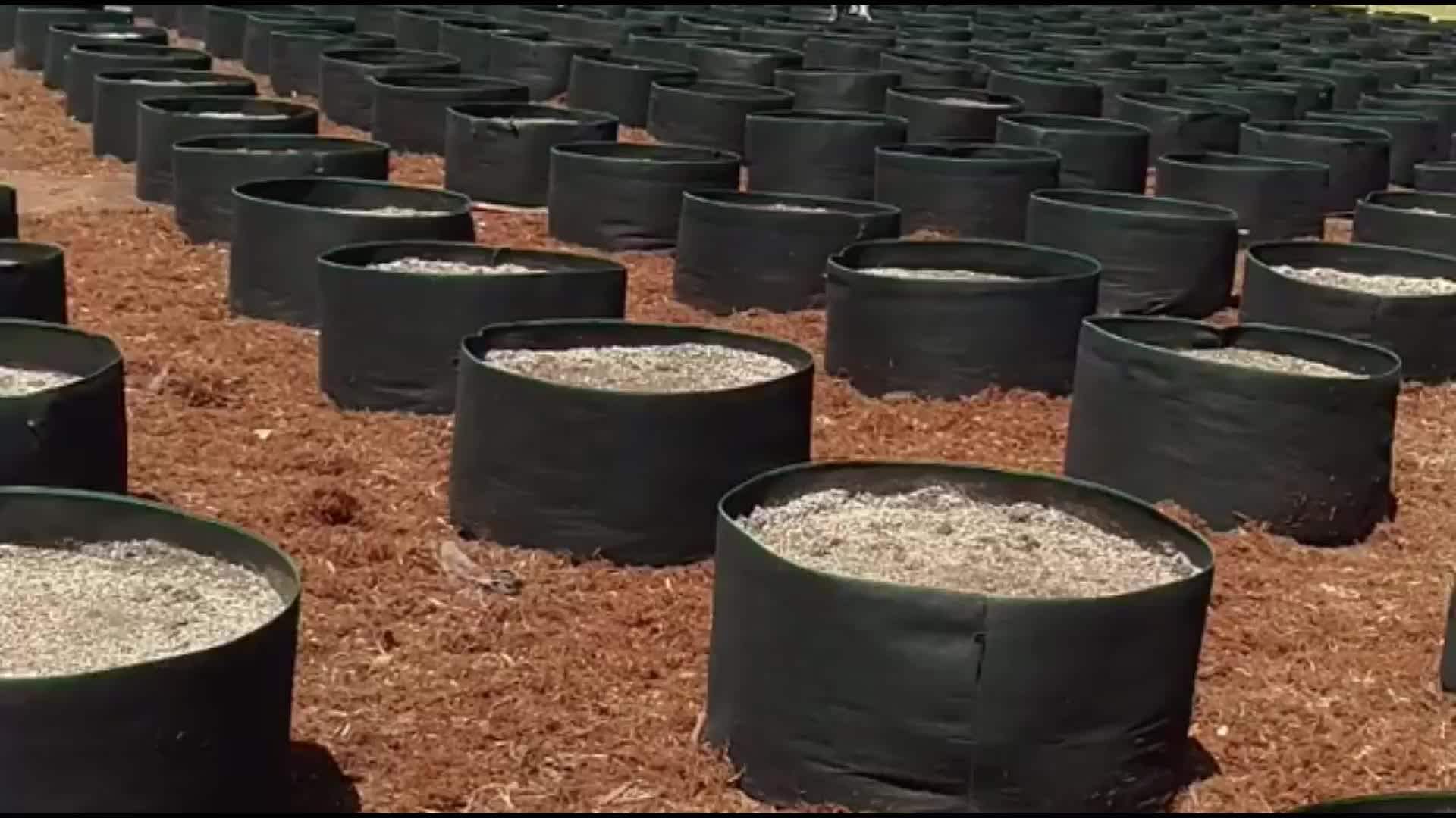 Factory Supplier 100 Gallon Biodegradable Soft Fabric Growing Pot Mushroom Coco Peat Plants Felt