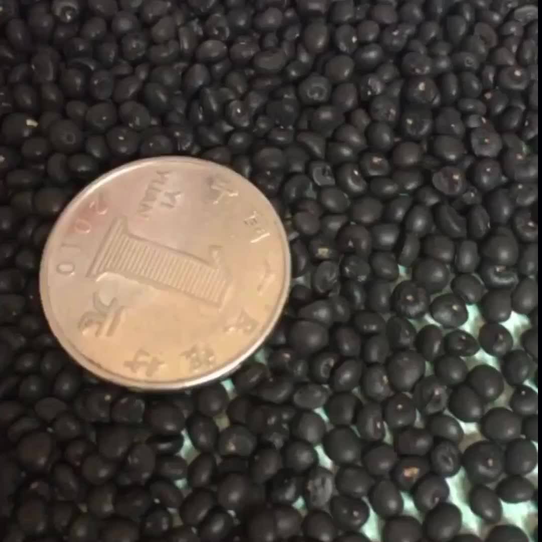 Purple Passion F1 Hybrid Asparagus Seeds For Planting Buy Hybrid