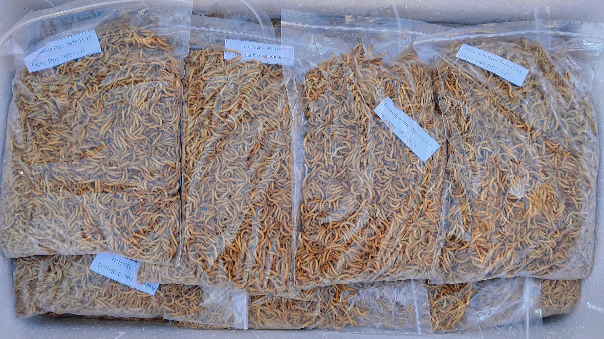 Farm Breed Frozen Feeder Crickets For Animal Use Pet Food And Reptiles