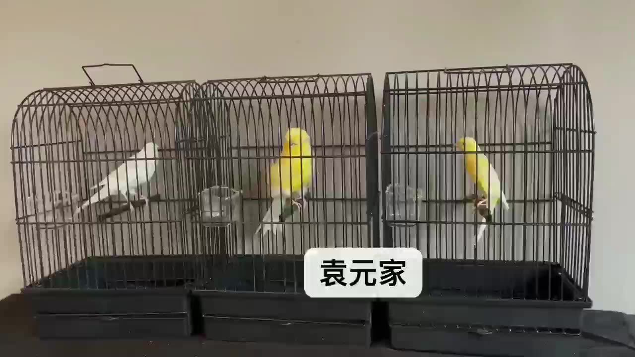 Modern Birds Cage Small Bird Cage Accessories Bird Breeding Cage Buy