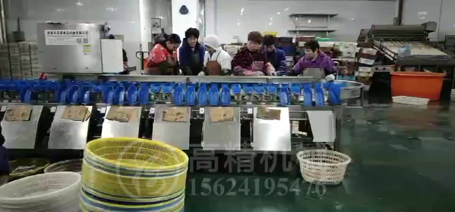 大型定量分选工作现场，水产分选