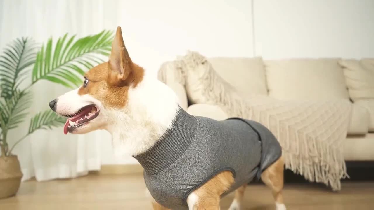 Different Angle of Dog Outfit