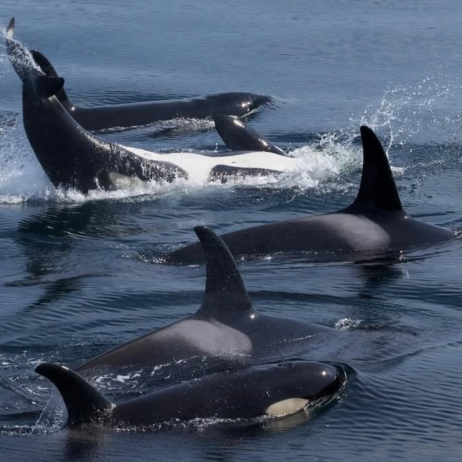 北海道知床半岛观鲸之旅，你准备好了吗？四天三晚的奇幻旅程等你来解锁！-接送机场-淘宝好物网