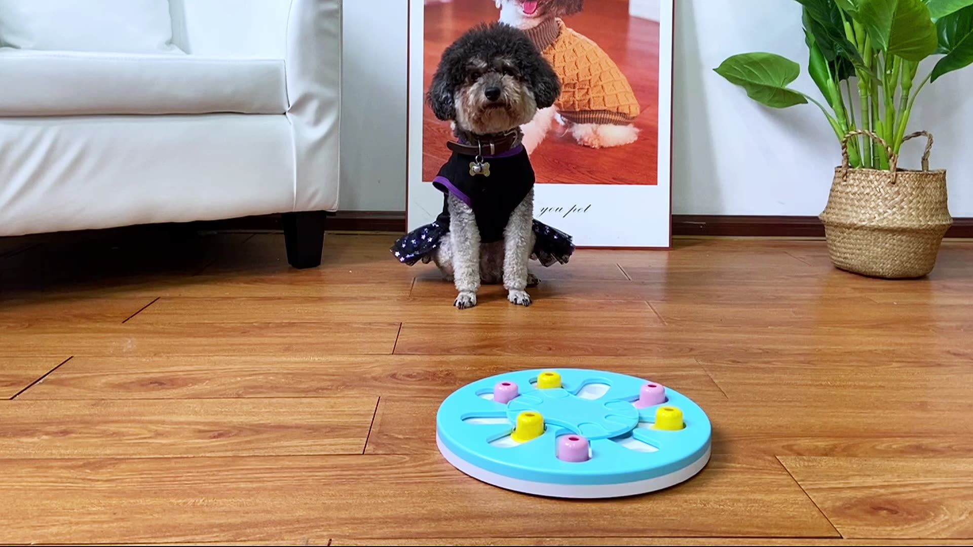 Manufacturer Wholesale New Design Ecofriendly Plastic Dog Puzzle Toys