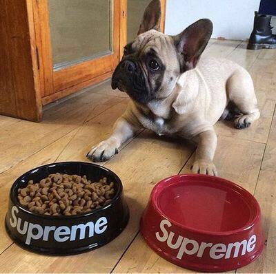 Dog basin supreme dog bowls boomer dog food kitty pooch universal