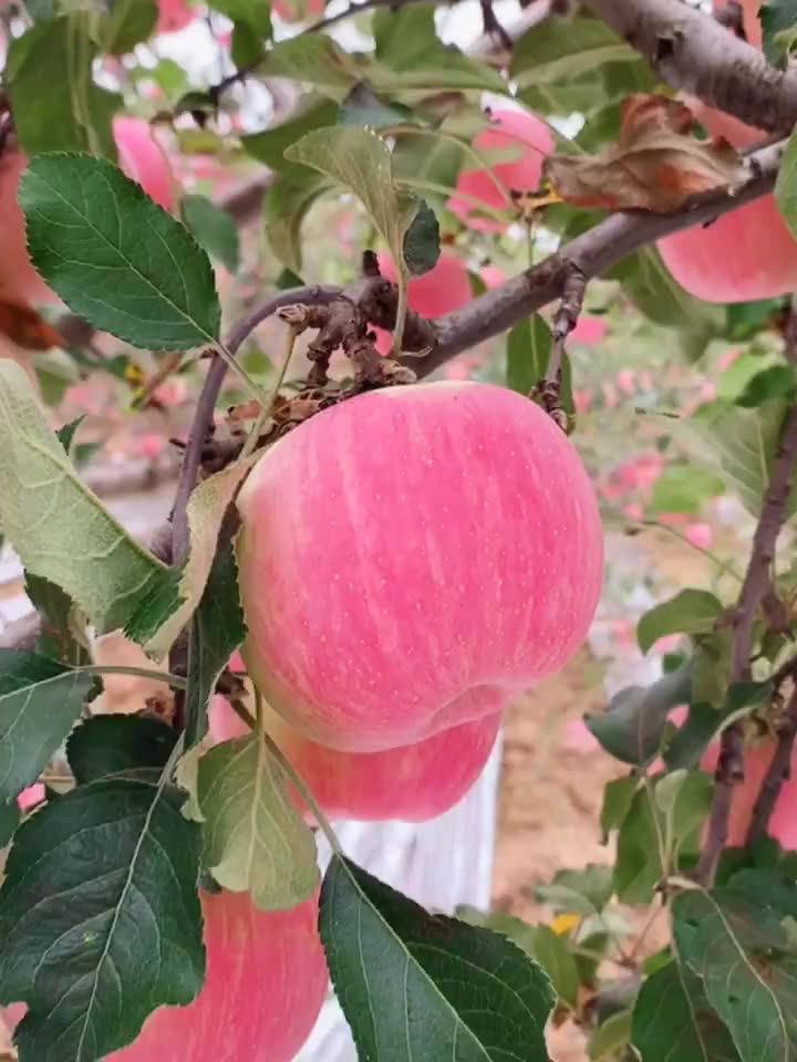 China Fresh Fuji Apple Wholesale Prices Fresh Apple Fruit In Bulk Buy Apple Wholesaler,Apple