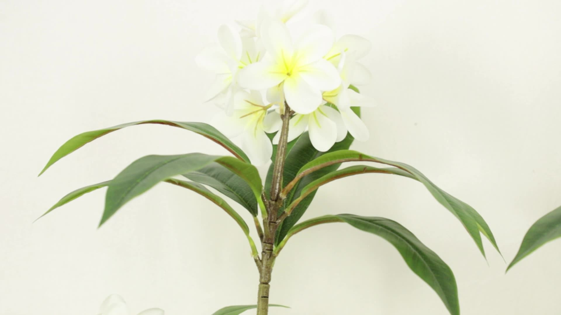 2024 Longstar Wholesale 17/26 Inch Artificial Plants Plumeria