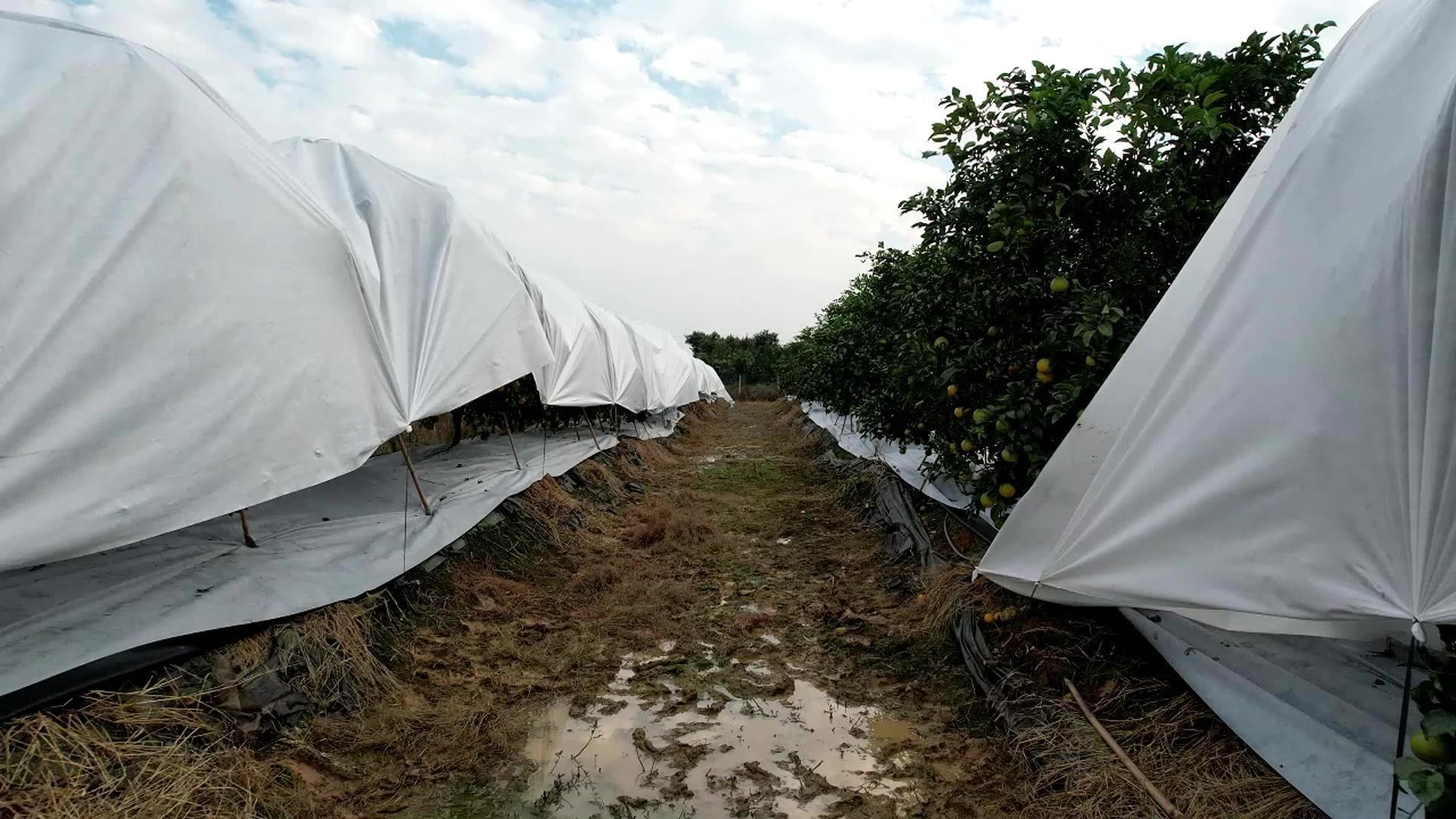 Wholesale Plant Cover Freeze Anti Freeze Cover Protection Outdoor