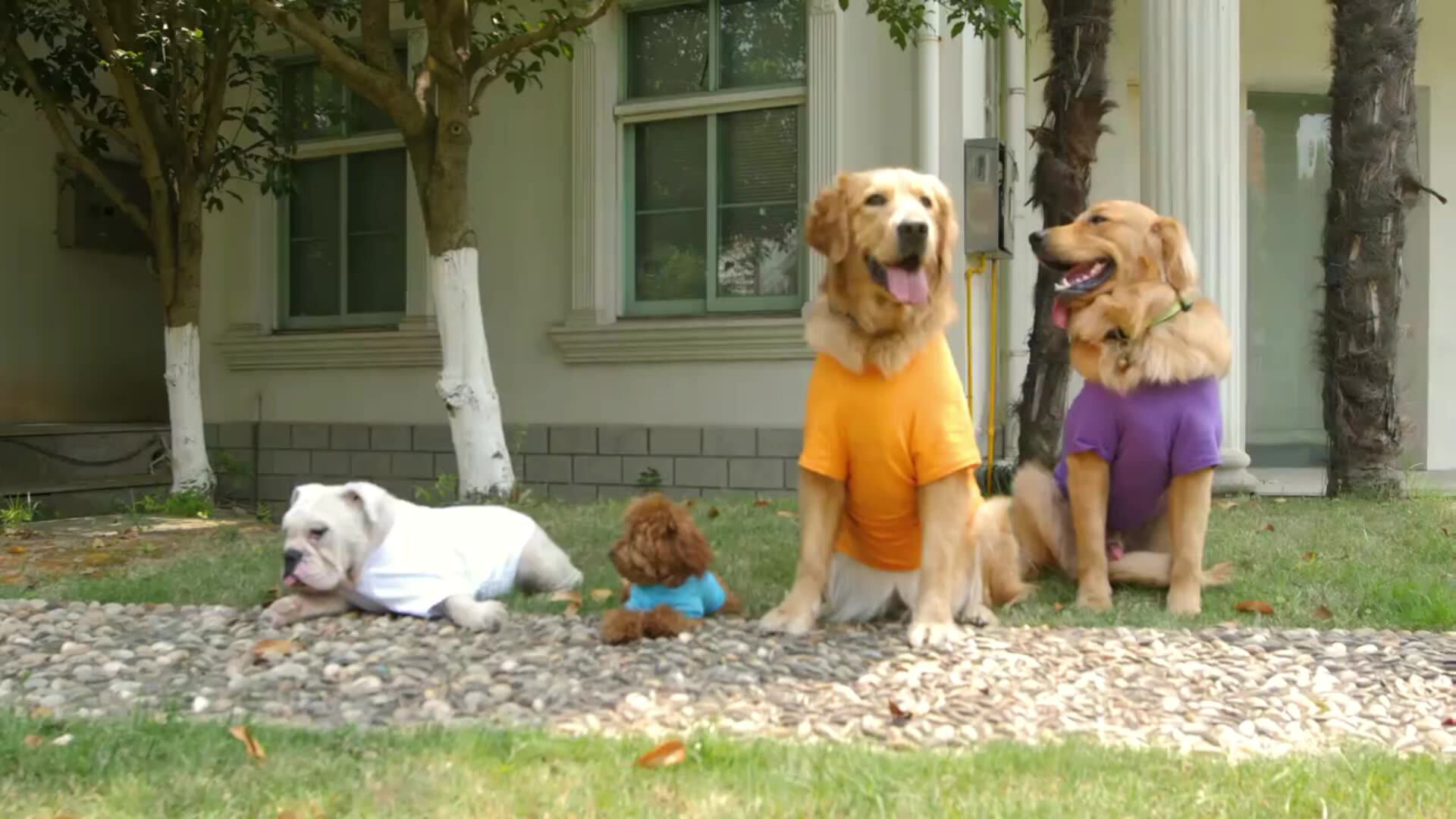 Wholesale Custom Plain Blank White Dog Tee Shirt Buy Plain Dog Tee