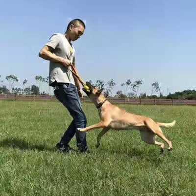 嘟嘟训犬用品