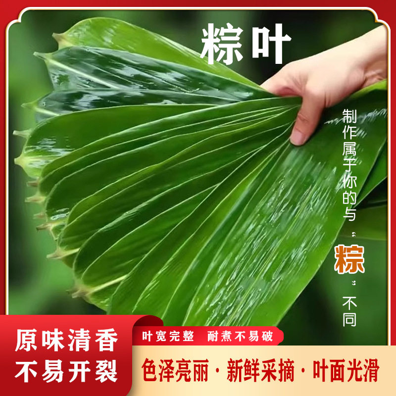 槲叶新鲜粽叶大号胡叶桲椤叶菠萝叶柞树玻璃叶饼伯乐叶野生粽子叶:传统美食的绿色守护者🌿-粽叶-淘宝百科网