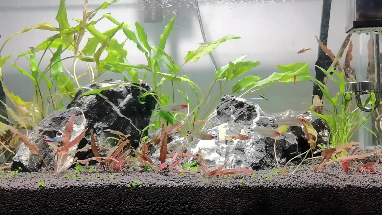 азотный цикл в аквариуме. фосфор в аквариуме. тест на нитраты в аквариуме. показатели нитратов в аквариуме. нитраты в аквариуме.