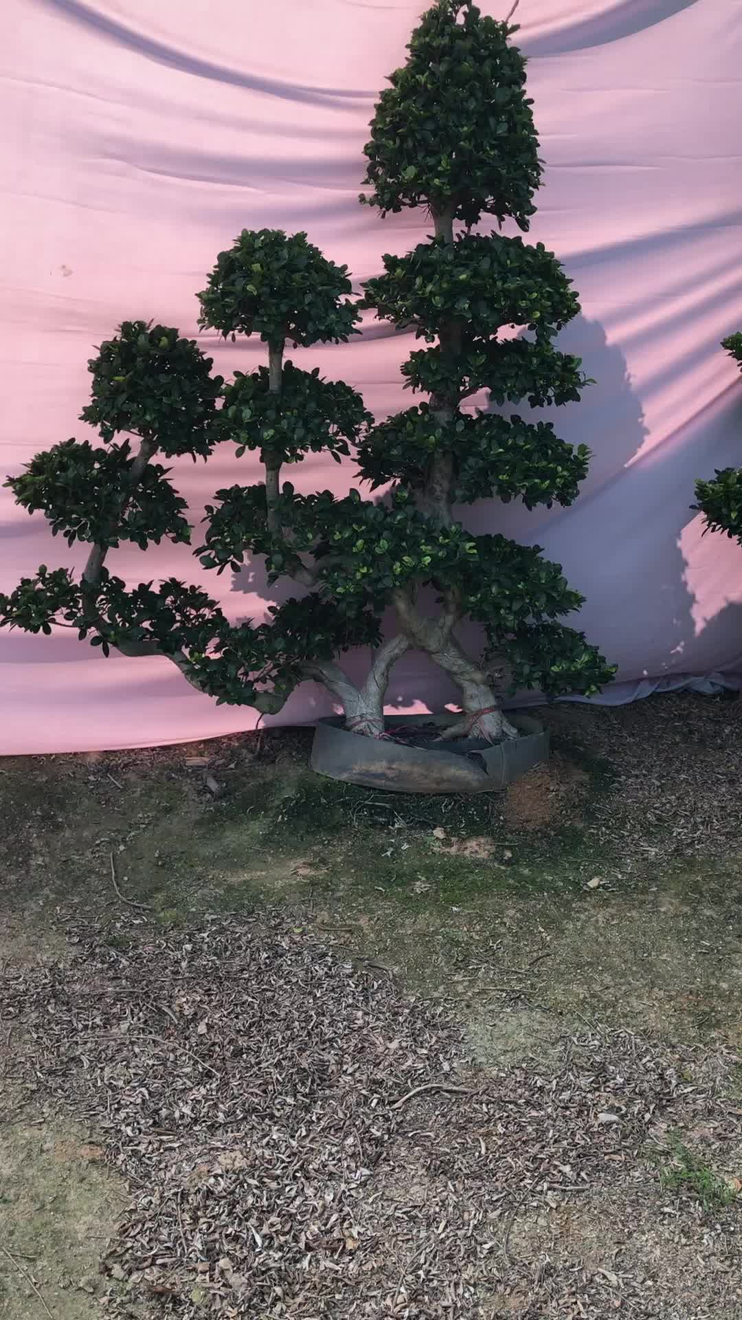 The Best Indoor Plant S Shape Double Root Chinese Ficus ...